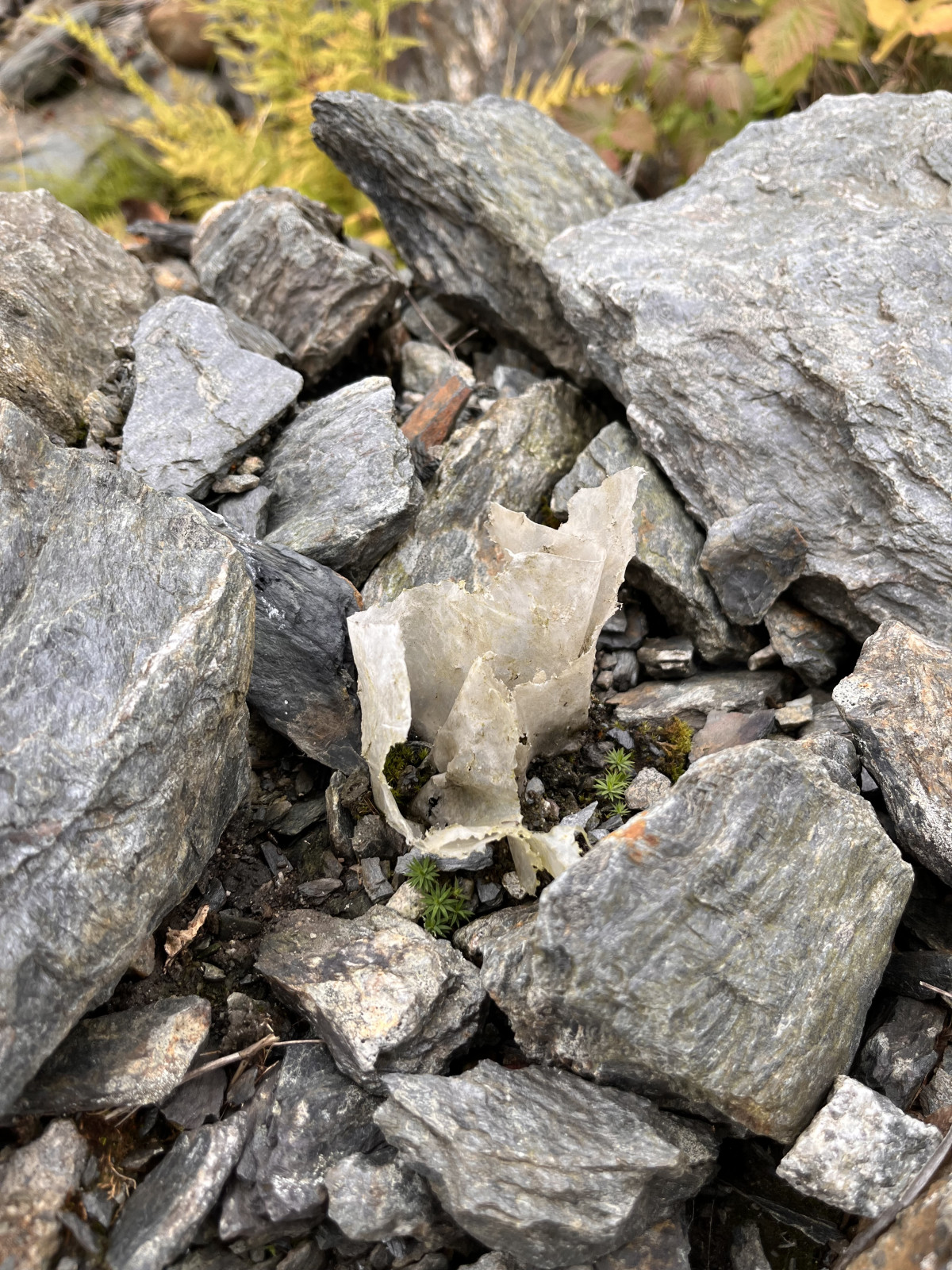 rocks, rubble, a piece of plastic, nature in the background